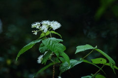 花の匂いで虫を誘う