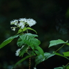 花の匂いで虫を誘う