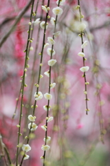５分咲き②