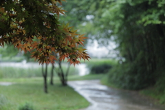 今日は雨②