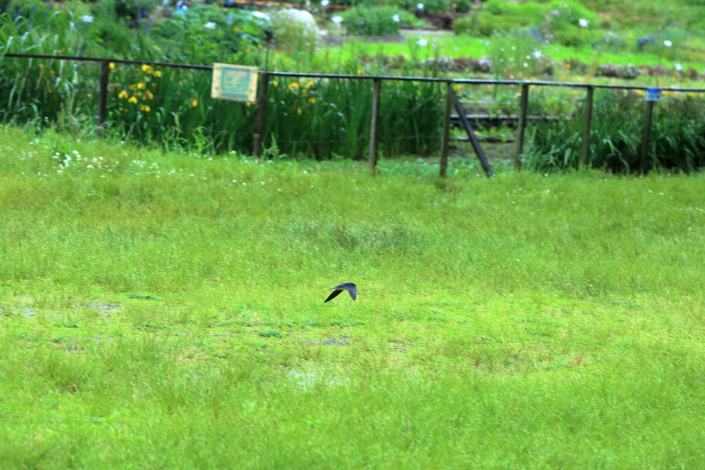 雨の中、獲物探しに飛び回る