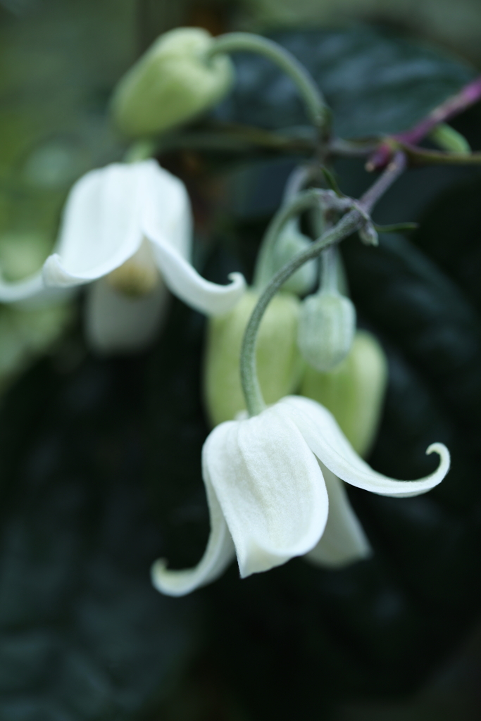 冬の鈴音（すずね）