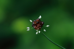 どんな花が咲くのかな？