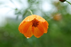 雨の日に見つけたもの③