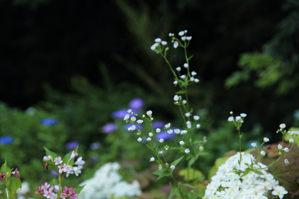 紫陽花にも負けていません