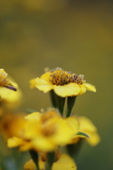初頭の花壇を彩る②