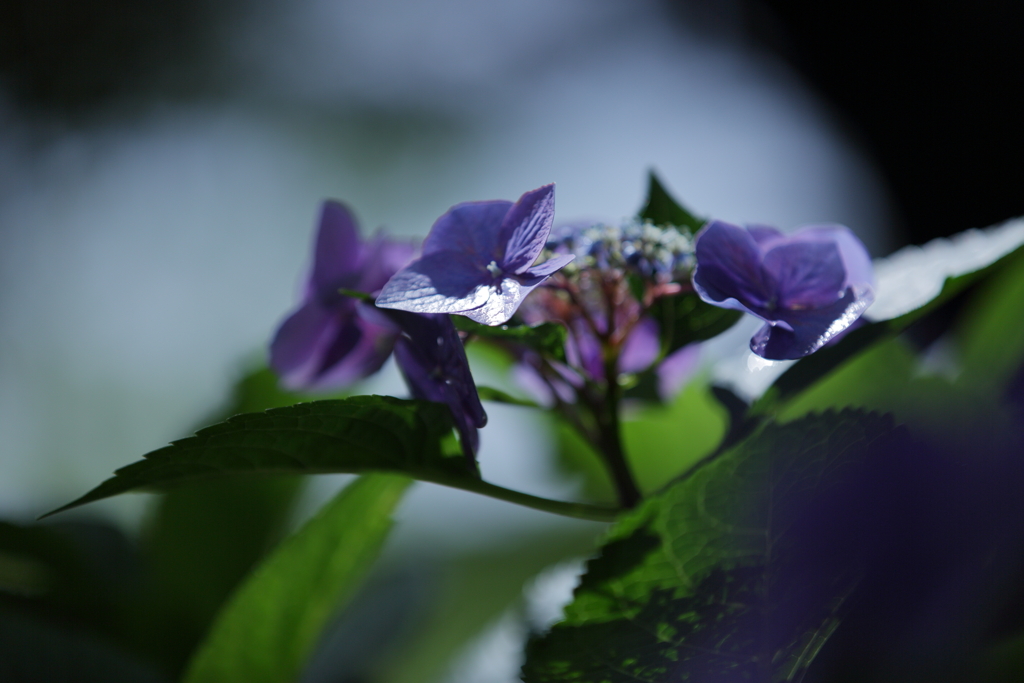 6月の締めはやっぱり紫陽花②