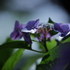 6月の締めはやっぱり紫陽花②