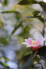 淡桃色の花咲く