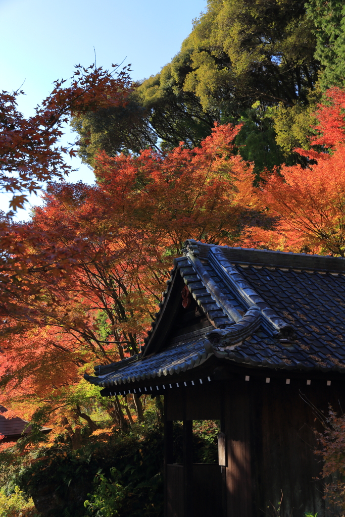 普門寺紅葉祭り③