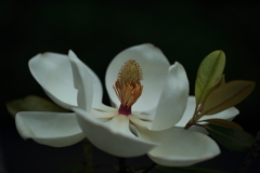 白磁のような泰山木の花①