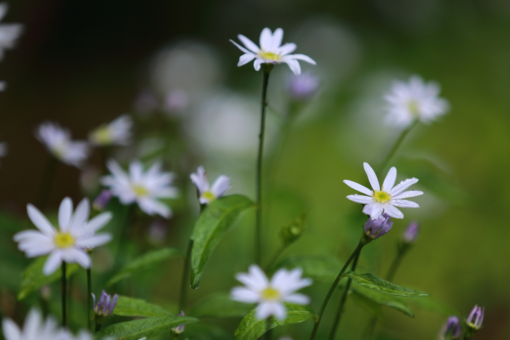 4月の雨①