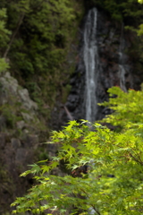 新緑の五宝滝⑥