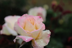 5月の薔薇②