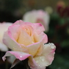5月の薔薇②