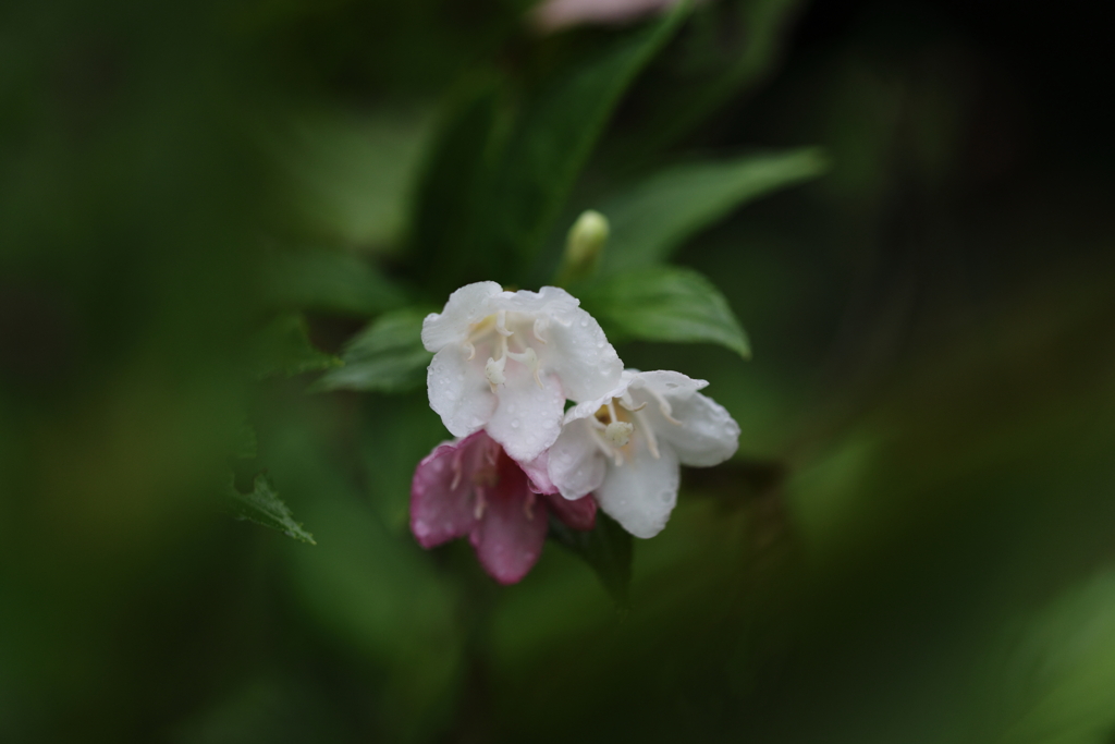 秋、雨上がりの公園②