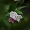 秋、雨上がりの公園②