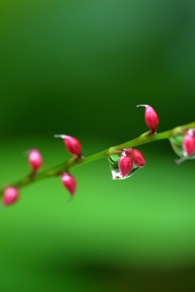 水滴の中に蕾がふたつ