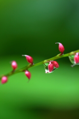 水滴の中に蕾がふたつ