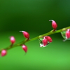 水滴の中に蕾がふたつ