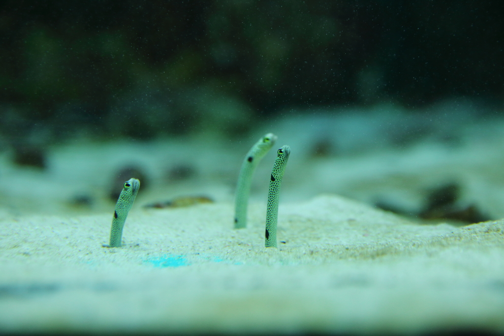 おたる水族館へ行って来た⑥