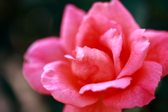 秋の薔薇は①