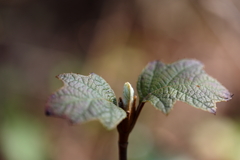 新芽の囁き