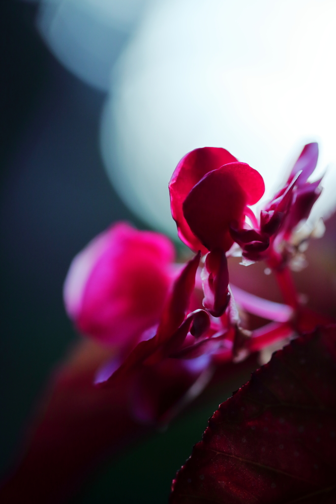 begonia