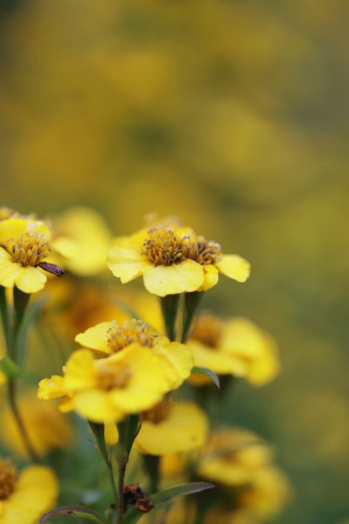 初頭の花壇を彩る①
