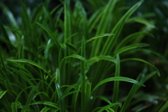 今日は雨①