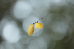 蜘蛛の糸①