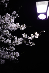 夜桜②
