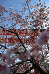 春本番