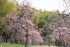 ５分咲き①