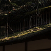 屋根、苔のむすままに ①
