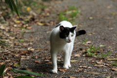 にゃんこ①
