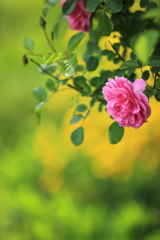 花フェスタ記念公園にて①