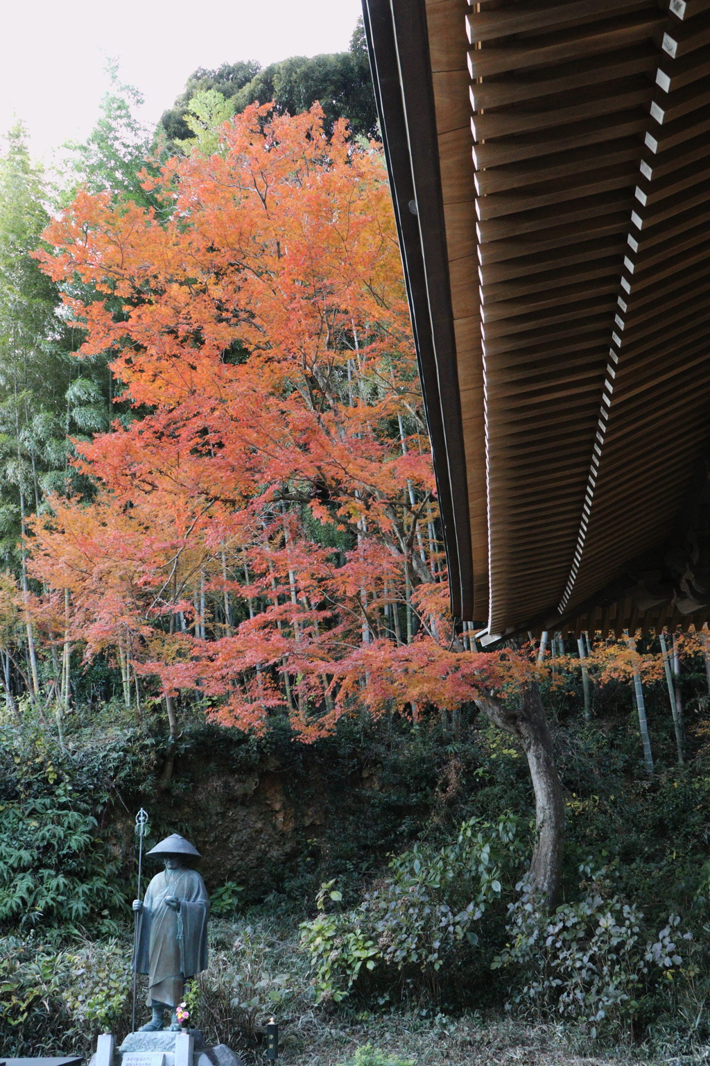 もみじ寺　普門寺①