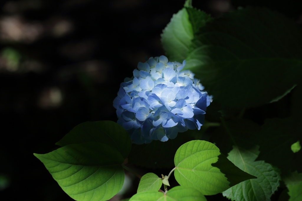 一輪の紫陽花にときめく①