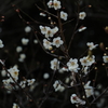 梅香る②