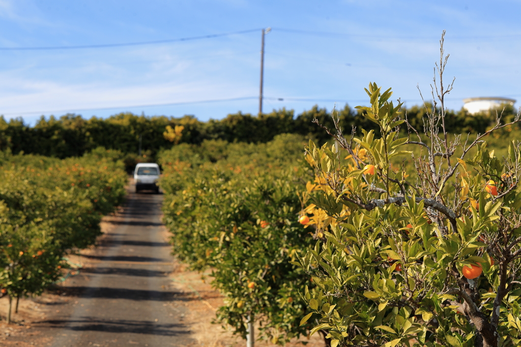 季節を運ぶ軽トラ