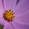 COSMO（宇宙）S　①
