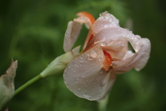 雨あがり③