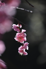 KURENAI