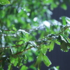 雨の夜