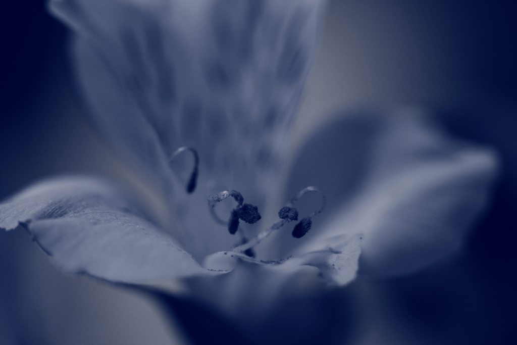 悲しみ
