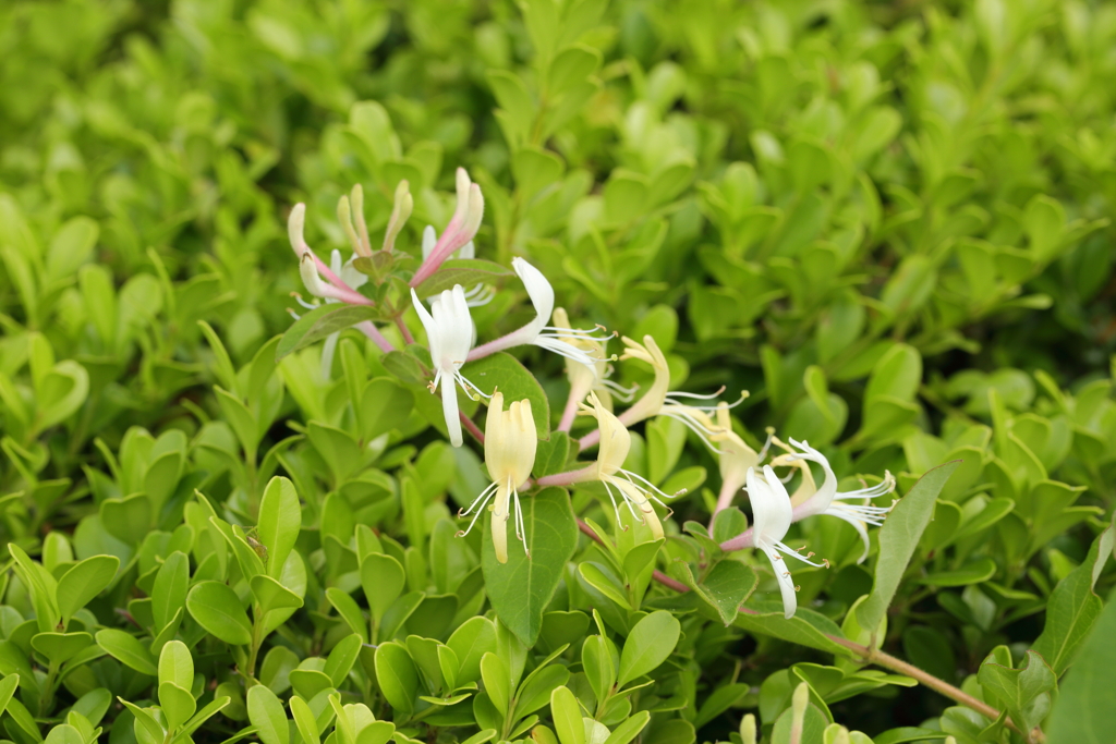 植え込みの中から①