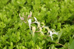 植え込みの中から①