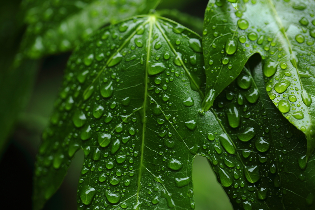 雨あがり④