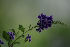 この花の名前は？